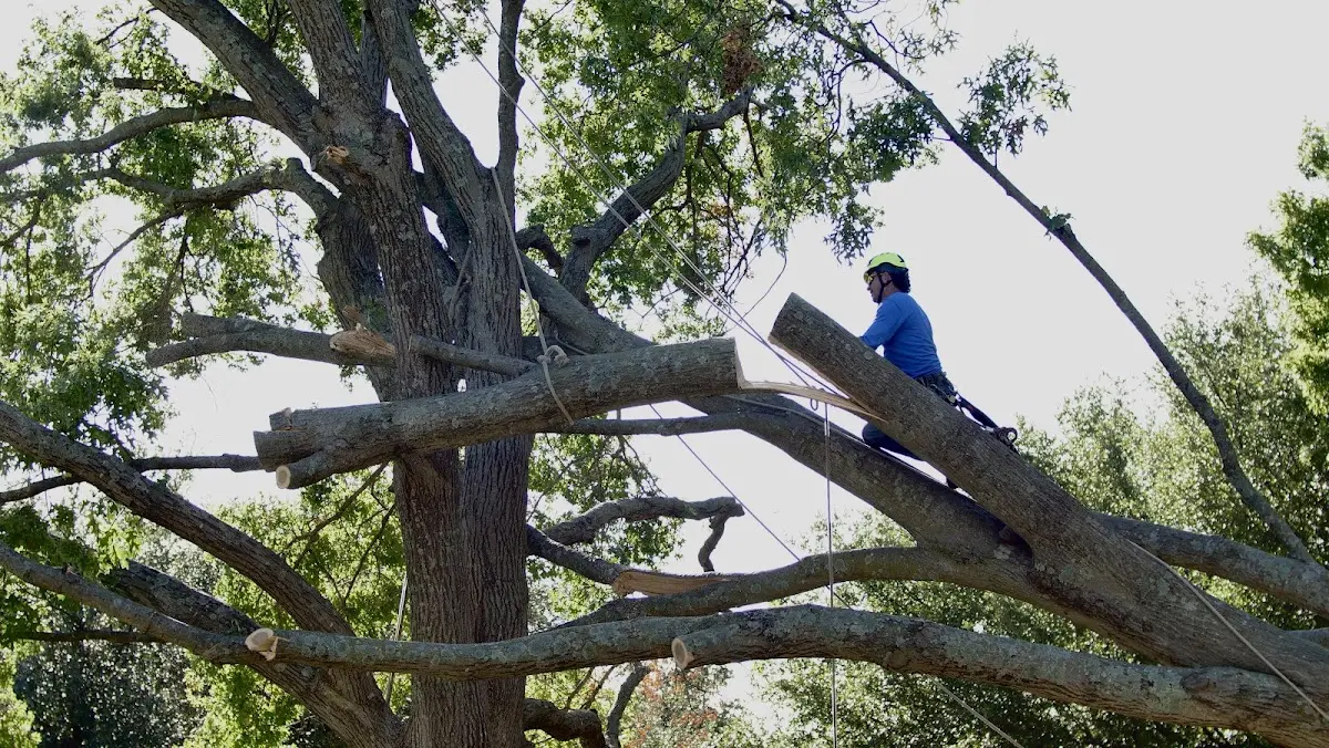 Professional Crown Thinning performed by certified arborists in White Pine